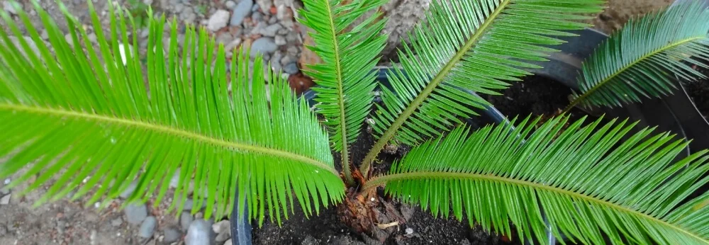Nahaufnahme eines Palmfarns mit leuchtend grünen Wedeln.